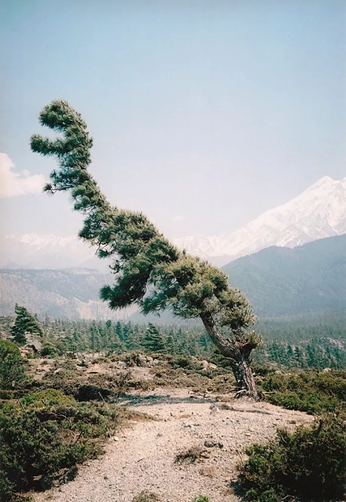 21 arbres qui ressemblent a autre 07