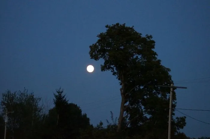 21 arbres qui ressemblent a autre 19