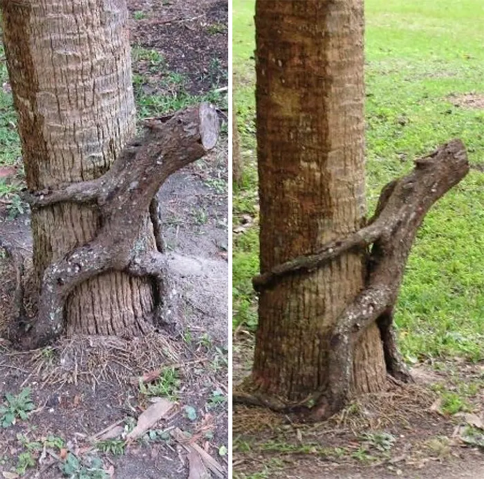 21 arbres qui ressemblent a autre 05