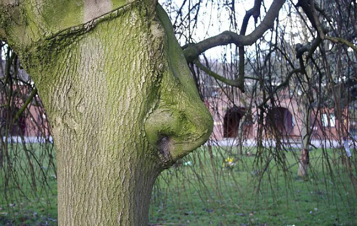 21 arbres qui ressemblent a autre 08