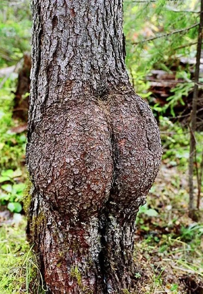 21 arbres qui ressemblent a autre 09