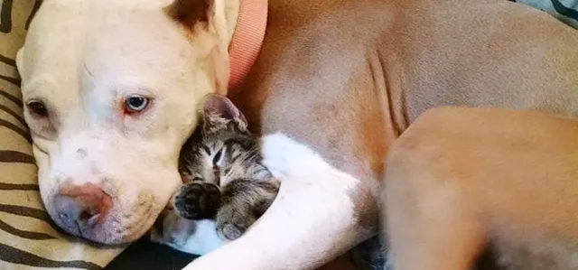 21 Photos qui prouvent qu’il n’y a rien de mieux qu’un Pitbull pour faire un câlin.