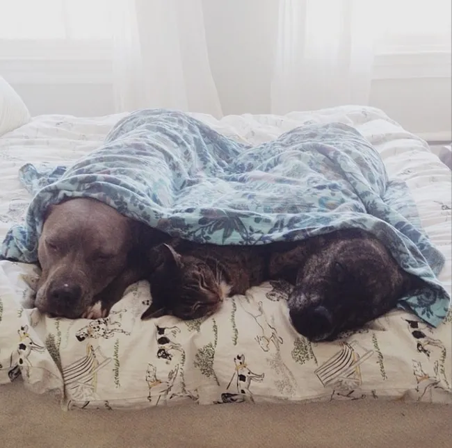 Pitbull calin 1