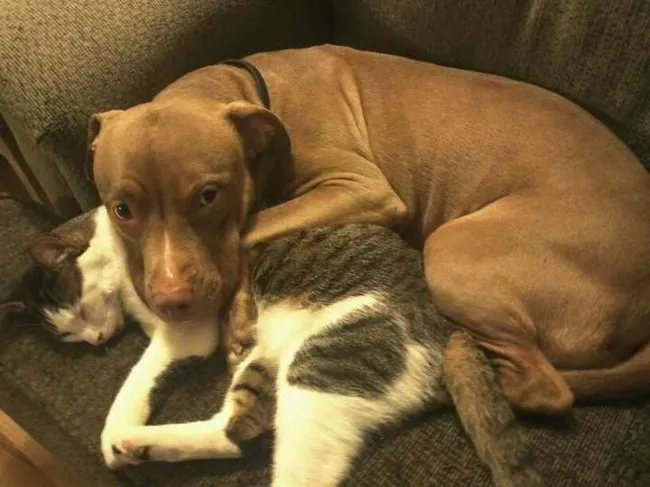 Pitbull calin 15