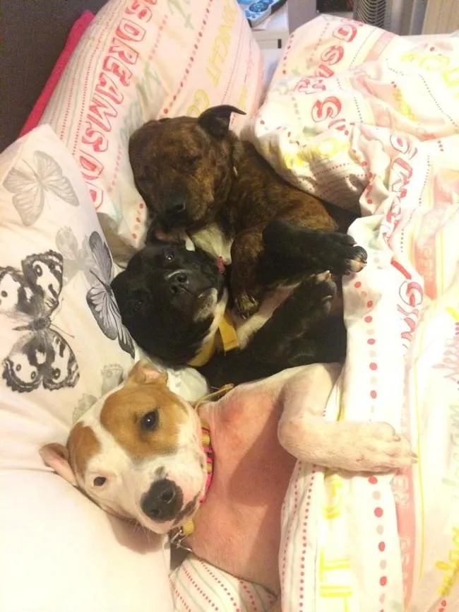 Pitbull calin 16