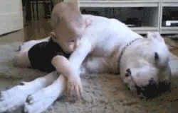 Pitbull calin 17