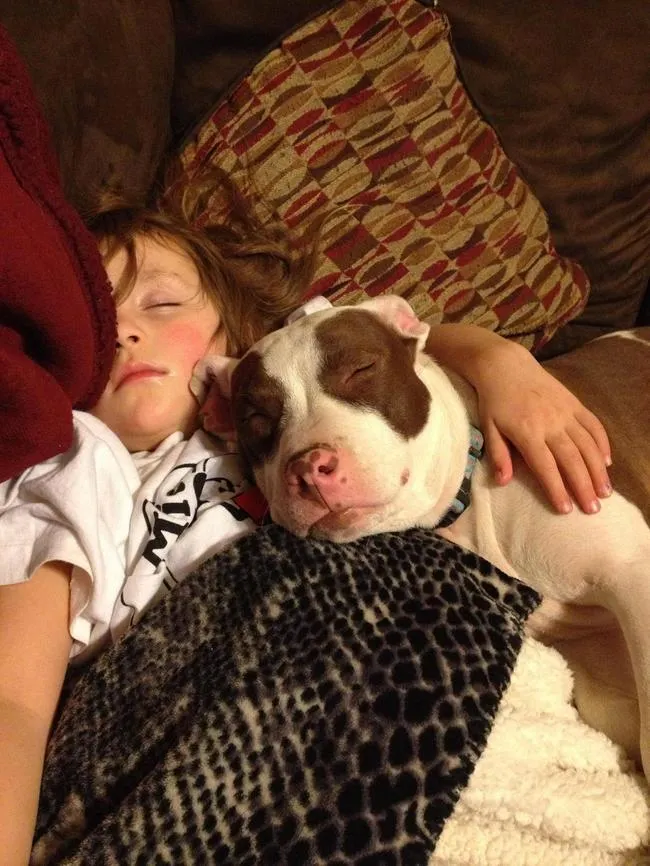 Pitbull calin 18