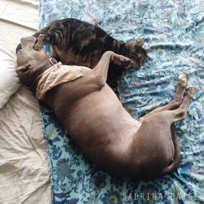 Pitbull calin 19