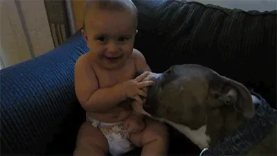 Pitbull calin 2