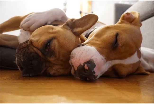 Pitbull calin 3
