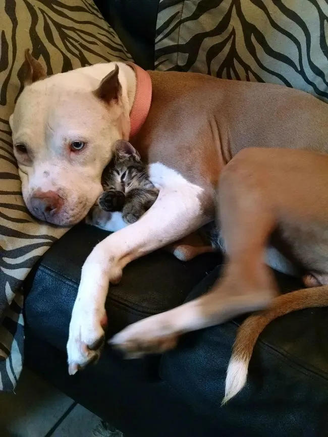 Pitbull calin 4