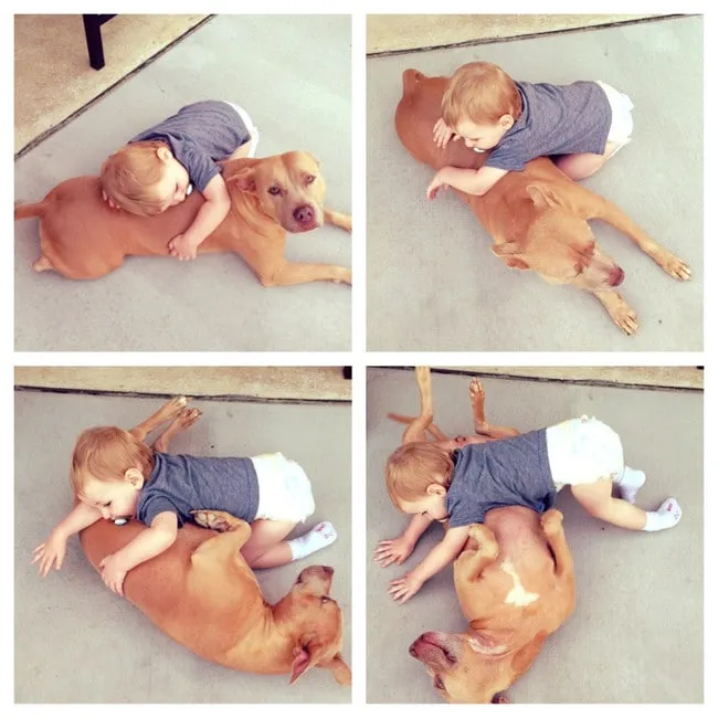 Pitbull calin 8
