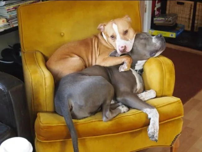 Pitbull calin 9