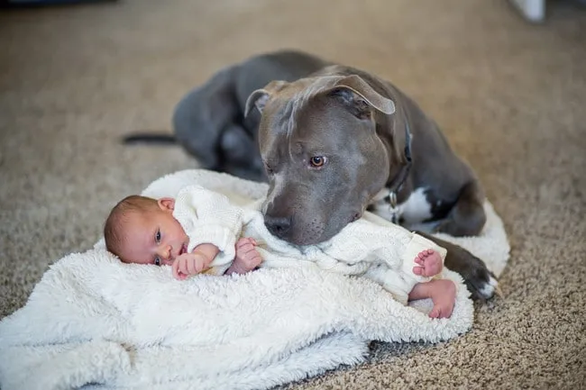 Pitbull calin 12