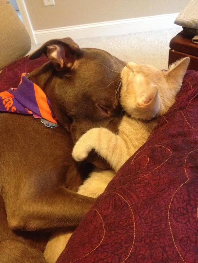 Pitbull calin 13