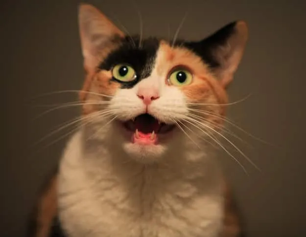 21 raisons d’être heureux d’avoir un chat.