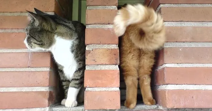 22 photos de chats hilarantes prises au parfait moment