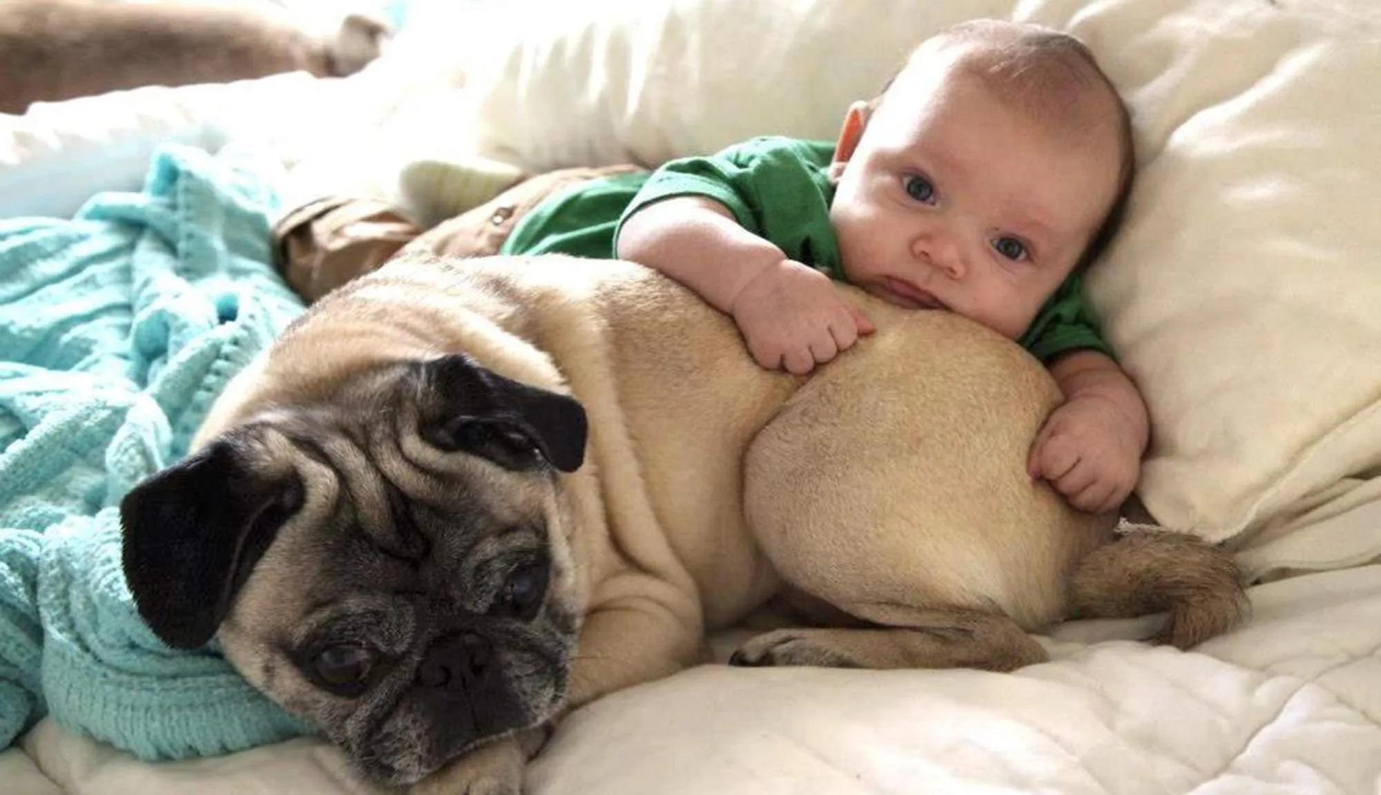 23 chiens qui sont d’ores et déjà les meilleurs copains de Bébé.