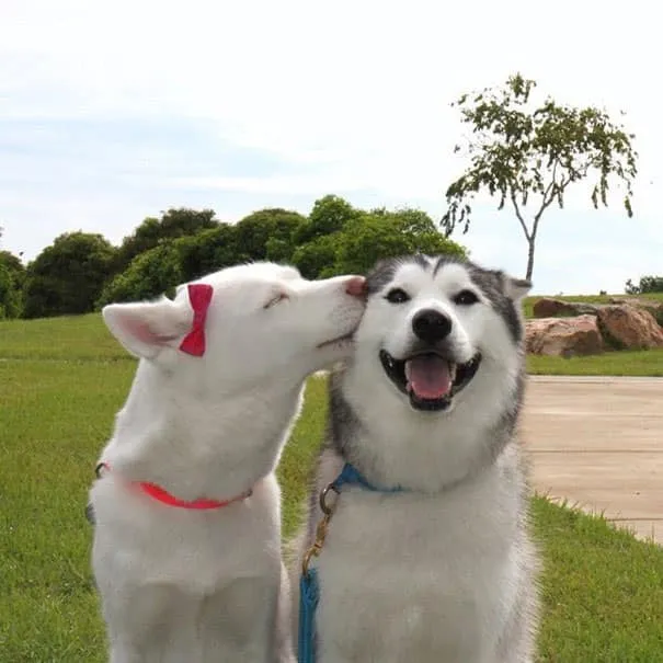Meilleurs amis chiens 1