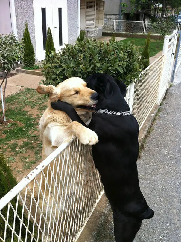 Meilleurs amis chiens 11