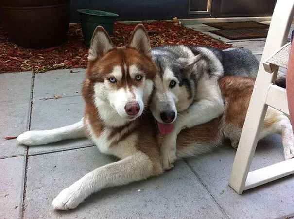 Meilleurs amis chiens 13