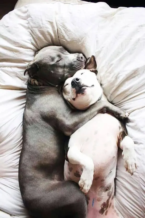 Meilleurs amis chiens 14