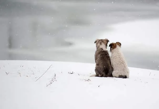 Meilleurs amis chiens 15
