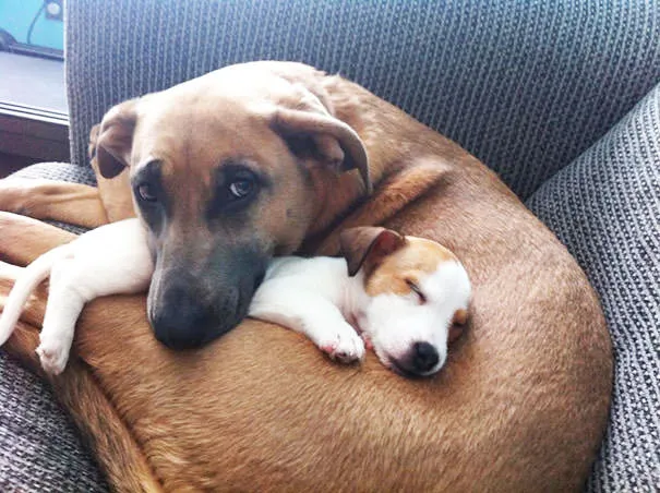 Meilleurs amis chiens 16