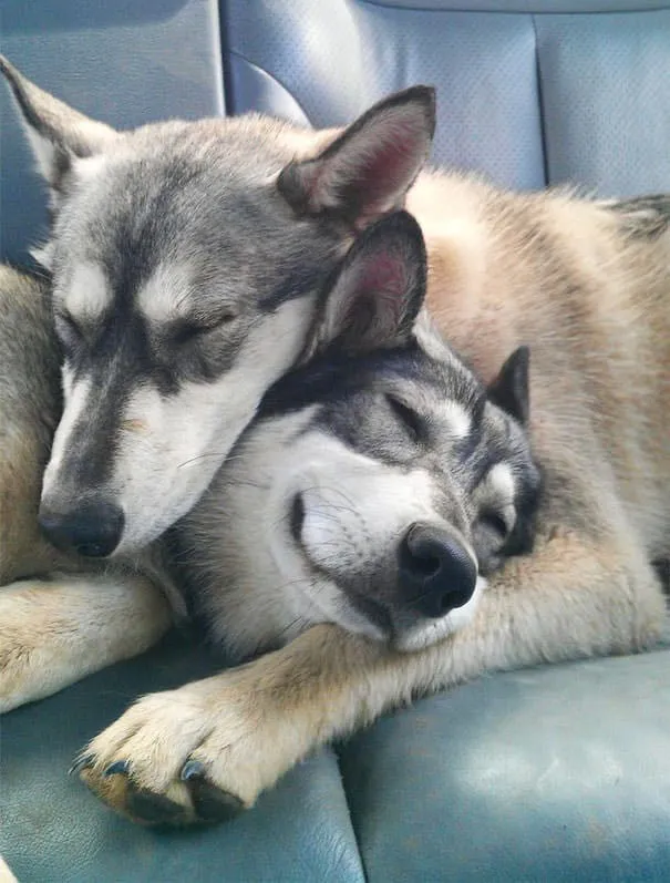 Meilleurs amis chiens 20