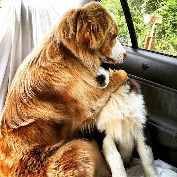 Meilleurs amis chiens 2