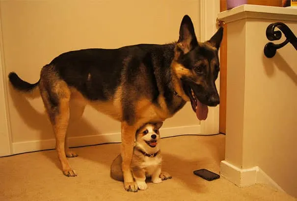 Meilleurs amis chiens 22