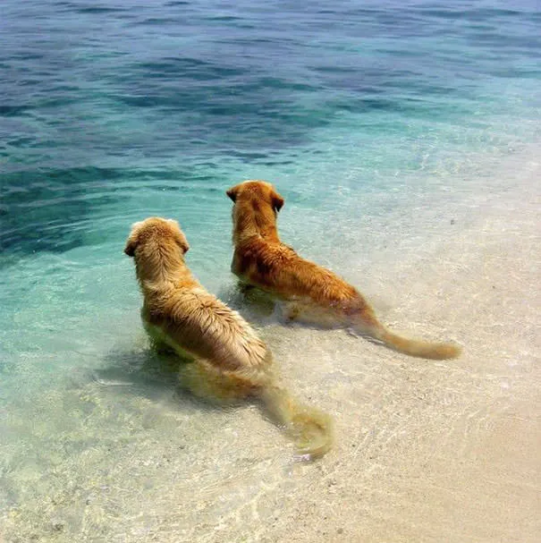 Meilleurs amis chiens 23