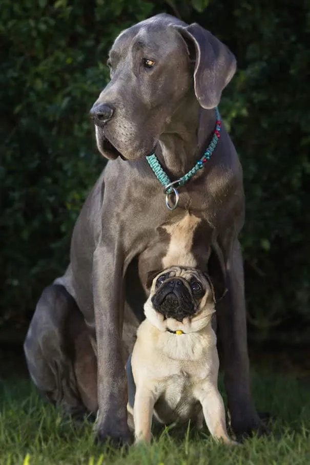 Meilleurs amis chiens 24