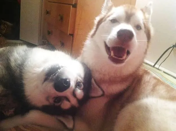 Meilleurs amis chiens 3