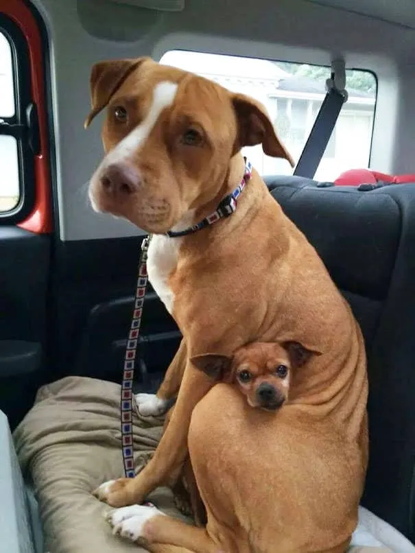 Meilleurs amis chiens 4