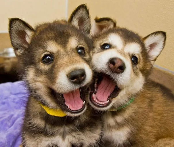 Meilleurs amis chiens 5