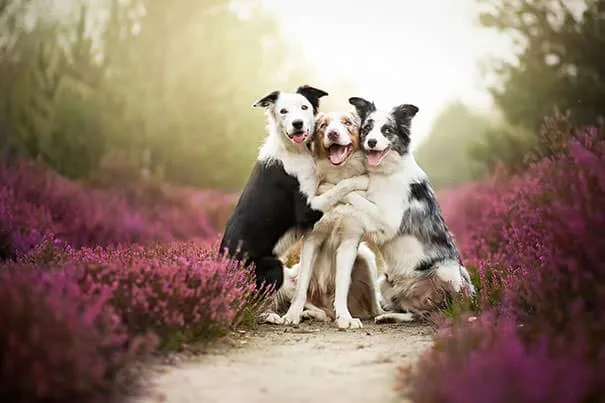 Meilleurs amis chiens 7