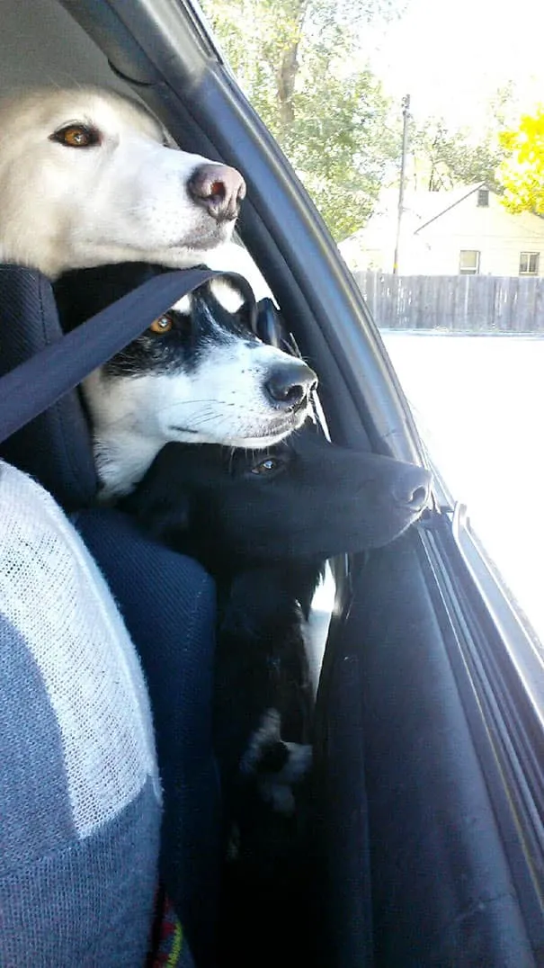 Meilleurs amis chiens 8