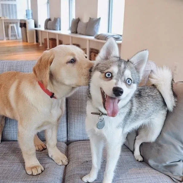 Meilleurs amis chiens 10