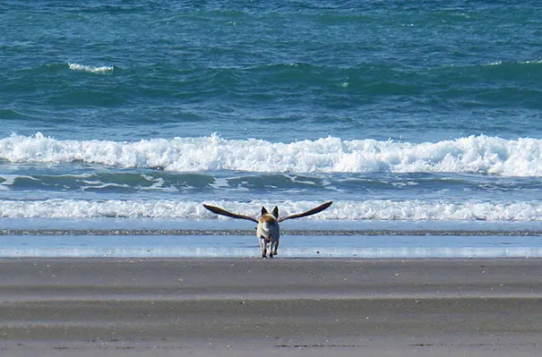 1118