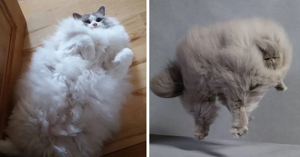 25 des Chats les Plus Poilus au Monde