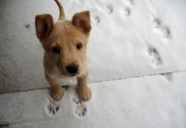 cutearoo.com