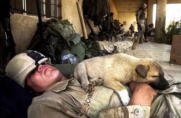 27 clichés touchants de soldats et des animaux qu’ils ont rencontrés durant la guerre.