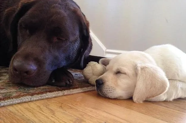 27 raisons qui font que les labradors sont les meilleurs animaux de tout l’univers.
