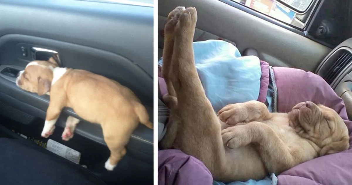 30 chiots qui peuvent dormir n’importe où, n’importe quand.