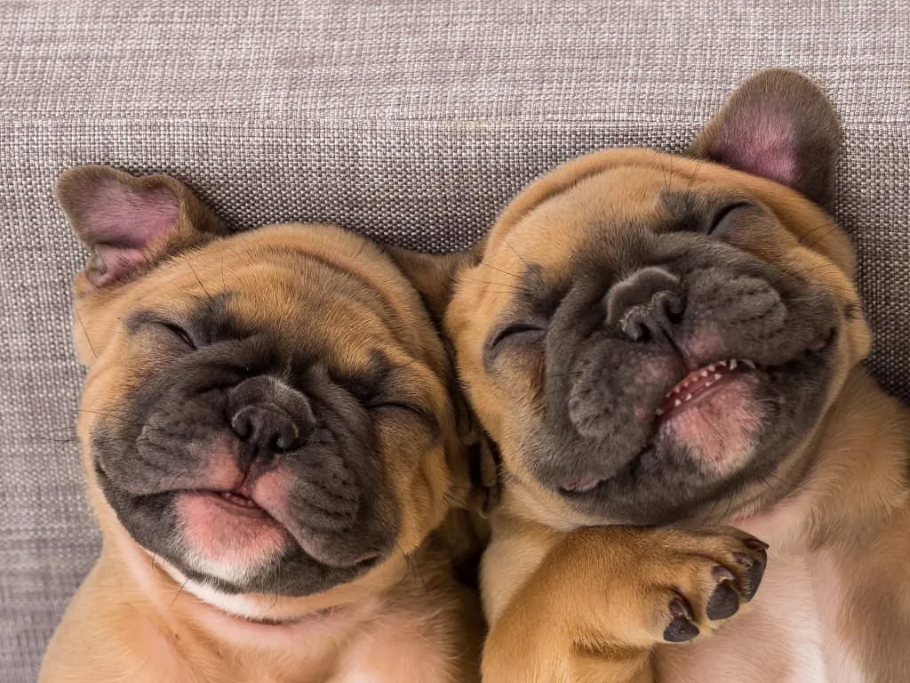30 photos de chiens drôles à ne pas manquer
