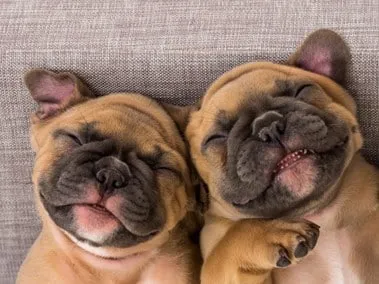 chiots mignons