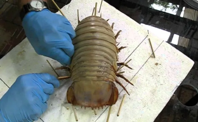 31 insectes si effrayants que vous n’aurez plus jamais envie de sortir.
