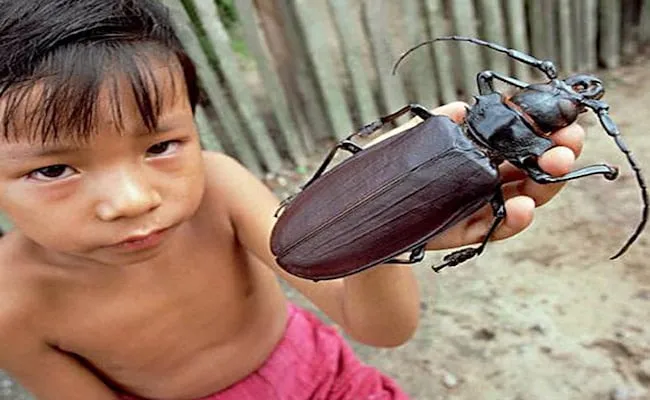 31 insectes si effrayants que 10