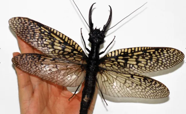 31 insectes si effrayants que 11